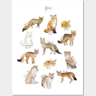 Foxes Posters and Art